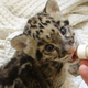 Illustration for article titled Clouded Leopard Cuteness Never Ends!